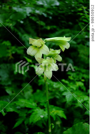 薄緑の花(ウバユリ) 薄緑の花(ウバユリ) 98650912