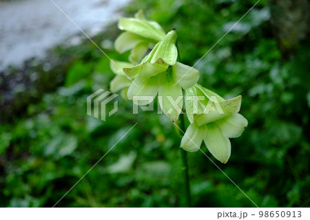 薄緑の花（ウバユリ） 98650913
