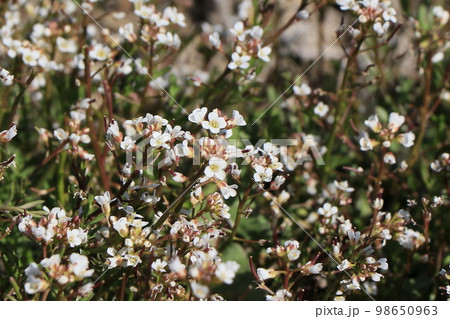 タネツケバナの花 98650963