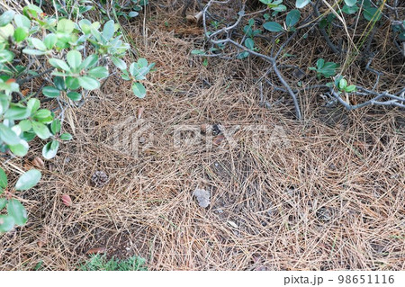 冬の松並木と歩道 98651116