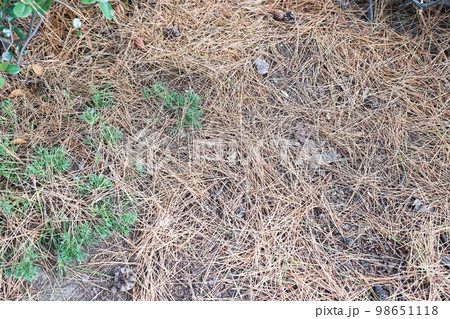 冬の松並木と歩道 98651118