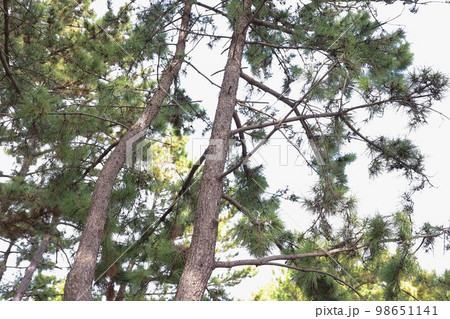 冬の松並木と歩道 98651141