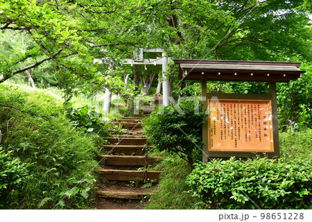 神奈川県二宮町　吾妻山公園の浅間神社鳥居と浅間神社案内板と新緑 98651228