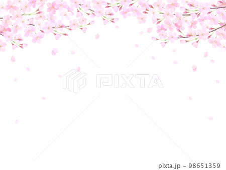 白バックの桜の水彩タッチのベクターイラスト背景 98651359
