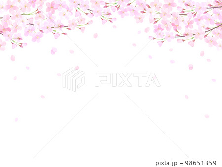 白バックの桜の水彩タッチのベクターイラスト背景 白バックの桜の水彩タッチのベクターイラスト背景 98651359