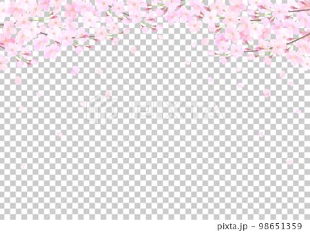白バックの桜の水彩タッチのベクターイラスト背景 98651359