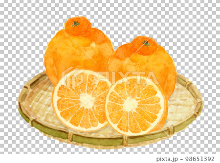 ザルに盛ったデコポン(不知火)2個と断面イラスト【手描き水彩画】白バック 透過背景 コピースペース ザルに盛ったデコポン(不知火)2個と断面イラスト【手描き水彩画】白バック 透過背景 コピースペース 98651392