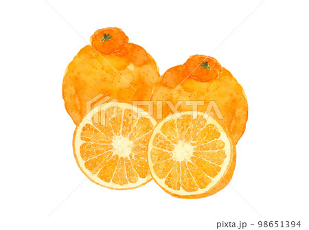 デコポン(不知火)2個と断面イラスト【手描き水彩画】白バック 透過背景 コピースペース デコポン(不知火)2個と断面イラスト【手描き水彩画】白バック 透過背景 コピースペース 98651394