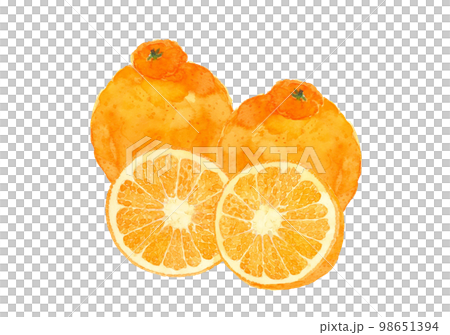 Dekopon (Shiranui) 2 pieces and cross-section illustration [hand-painted watercolor painting] white back transparent background copy space 98651394