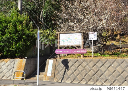 神奈川県二宮町 吾妻山公園の梅沢口と満開梅の花 神奈川県二宮町 吾妻山公園の梅沢口と満開梅の花 98651447