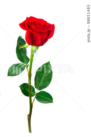 Several red rose on a white background 98651483
