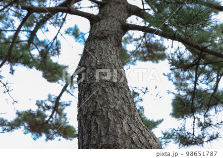 冬の松並木と歩道 98651787