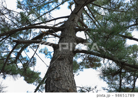 冬の松並木と歩道 冬の松並木と歩道 98651789