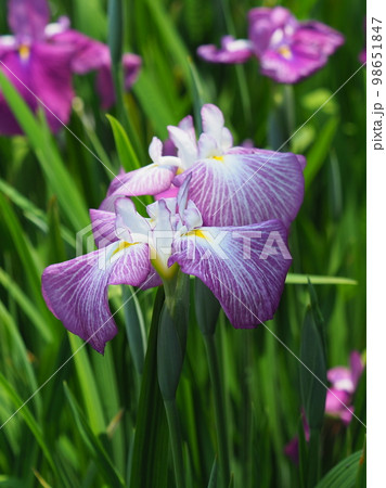 Japanese iris(ハナショウブ:花菖蒲) Japanese iris(ハナショウブ:花菖蒲) 98651847