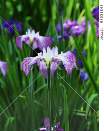Japanese iris(ハナショウブ:花菖蒲) Japanese iris(ハナショウブ:花菖蒲) 98651848