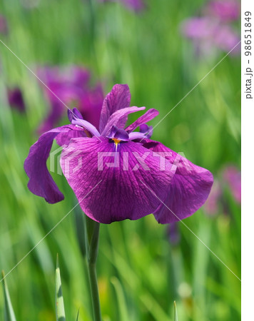 Japanese iris(ハナショウブ:花菖蒲) Japanese iris(ハナショウブ:花菖蒲) 98651849