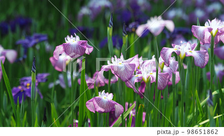 Japanese iris(ハナショウブ:花菖蒲) Japanese iris(ハナショウブ:花菖蒲) 98651862