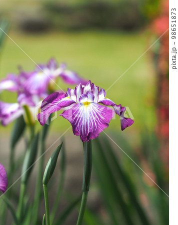 Japanese iris（ハナショウブ：花菖蒲） 98651873