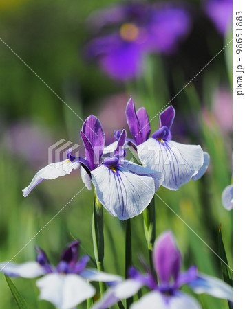 Japanese iris(ハナショウブ:花菖蒲) Japanese iris(ハナショウブ:花菖蒲) 98651883