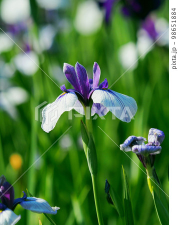 Japanese iris(ハナショウブ:花菖蒲) Japanese iris(ハナショウブ:花菖蒲) 98651884