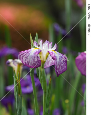 Japanese iris(ハナショウブ:花菖蒲) Japanese iris(ハナショウブ:花菖蒲) 98651964