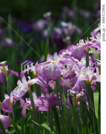 Japanese iris(ハナショウブ:花菖蒲) Japanese iris(ハナショウブ:花菖蒲) 98651966