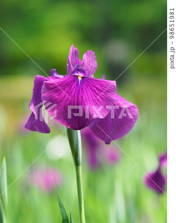 Japanese iris（ハナショウブ：花菖蒲） 98651981