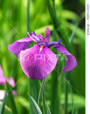 Japanese iris（ハナショウブ：花菖蒲） 98651985