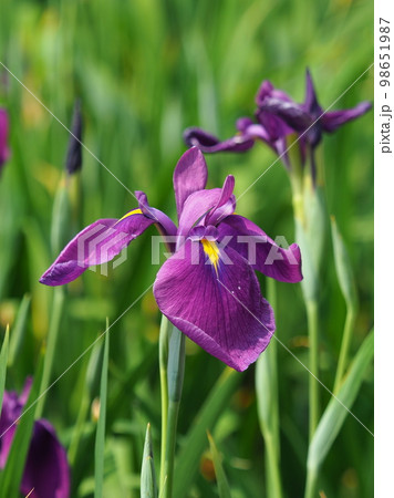 Japanese iris（ハナショウブ：花菖蒲） 98651987