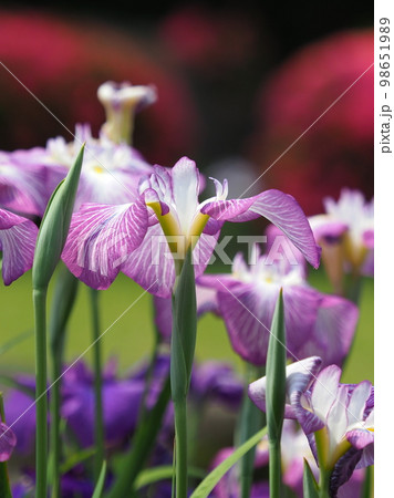 Japanese iris(ハナショウブ:花菖蒲) Japanese iris(ハナショウブ:花菖蒲) 98651989