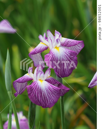 Japanese iris(ハナショウブ:花菖蒲) Japanese iris(ハナショウブ:花菖蒲) 98652001