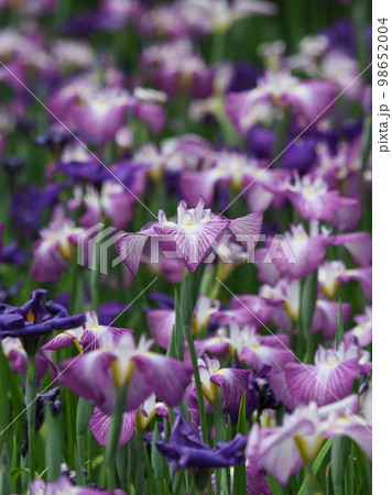 Japanese iris(ハナショウブ:花菖蒲) Japanese iris(ハナショウブ:花菖蒲) 98652004