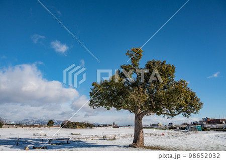 雪の寝屋川市淀川河川公園 雪の寝屋川市淀川河川公園 98652032