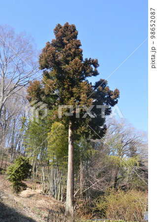 杉木立 1本(八王子城跡/東京都八王子市元八王子町) 杉木立 1本(八王子城跡/東京都八王子市元八王子町) 98652087