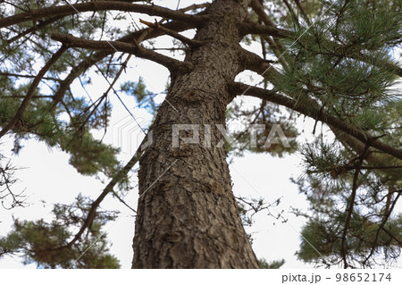 冬の松並木と歩道 98652174