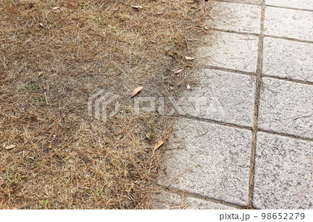冬の松並木と歩道 冬の松並木と歩道 98652279
