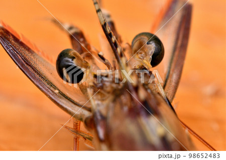 活車海老の顔のクローズアップ 98652483