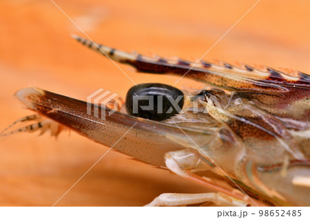 活車海老の顔のクローズアップ 活車海老の顔のクローズアップ 98652485