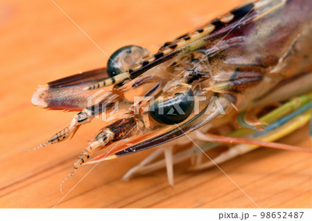 活車海老の顔のクローズアップ 活車海老の顔のクローズアップ 98652487