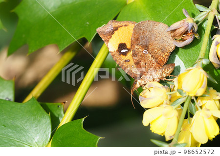 ヒイラギナンテンの花に止まるイカリモンガ 98652572