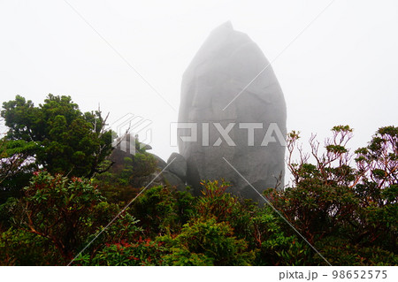屋久島　太忠岳　天柱石 98652575