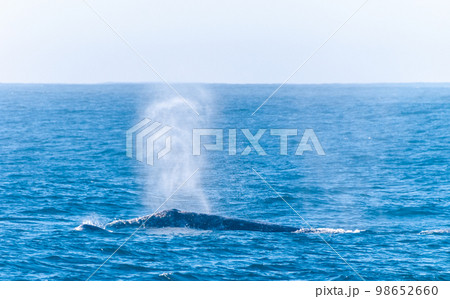 Surfacing grey whale Surfacing grey whale 98652660
