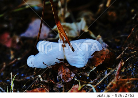 東京　高尾山で咲いていた氷の華 98652762
