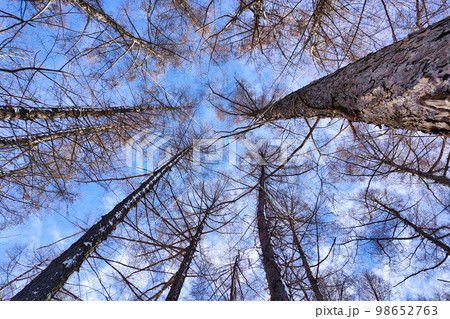 空にのびる冬のカラマツ林 98652763