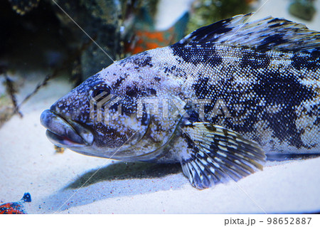 アイナメ（高級食用魚） 98652887