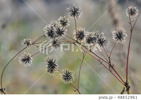 genus Bidens(センダングサ:ひっつき虫) genus Bidens(センダングサ:ひっつき虫) 98652961