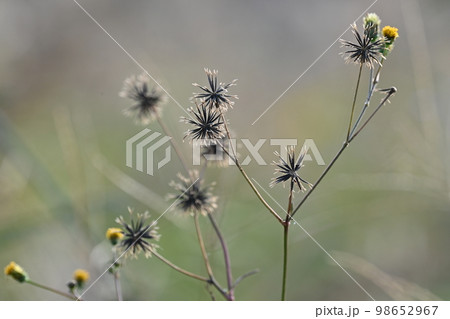 genus Bidens（センダングサ：ひっつき虫） 98652967