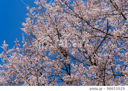 桜 桜 98653029