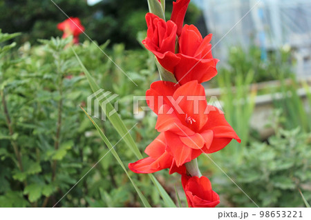 赤いグラジオラス 赤いグラジオラス 98653221