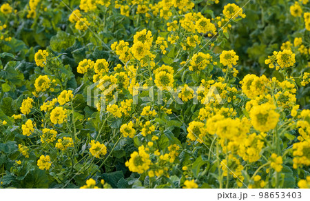 春を待つ南房総 鴨川の菜な畑ロード満開の菜の花が輝く 98653403